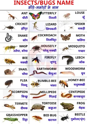 INSECTS NAME OR BUGS NAME IN HINDI AND ENGLISH WITH PICTURES